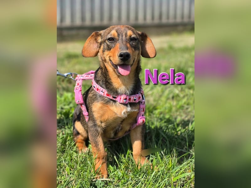 Nella sucht ein liebevolles Zuhause