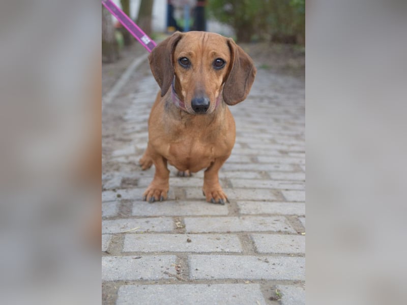 Lola - aufgeschlossene, menschenbezogene nette Hündin