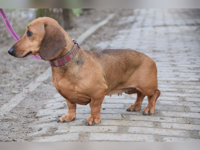 Lola - aufgeschlossene, menschenbezogene nette Hündin
