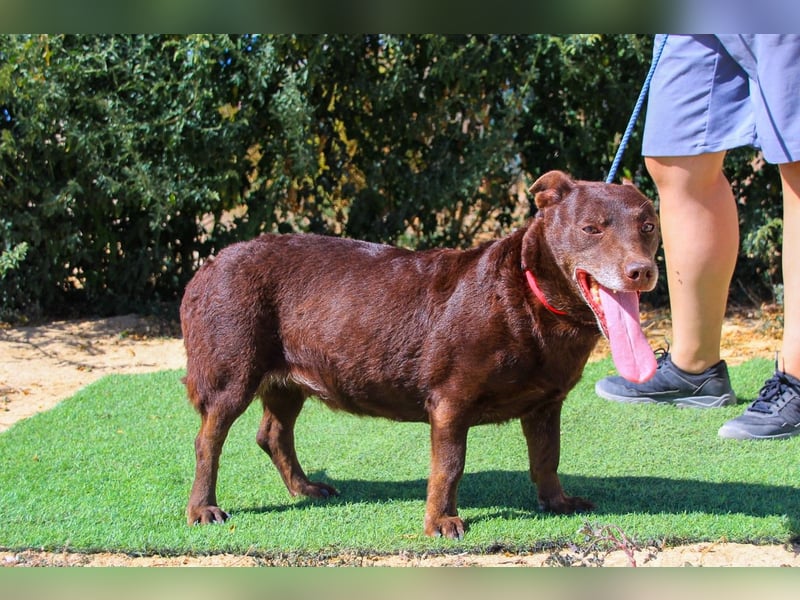 Constanca, Mix Dackel / Basset Hound, lieb und verträglich