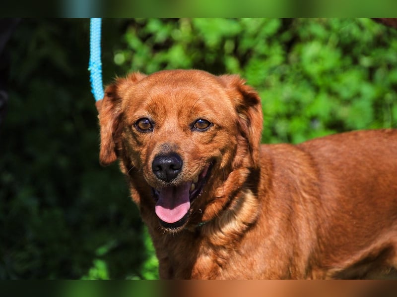 Amora, Mix Dackel / Pinscher, lieb und verträglich