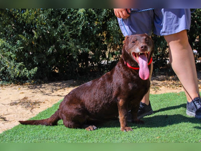 Constanca, Mix Dackel / Basset Hound, lieb und verträglich