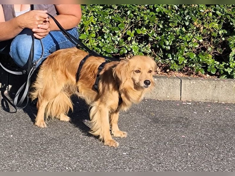 Bolota, Mix Dackel / Spaniel, noch schüchtern und ängstlich