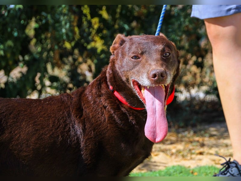 Constanca, Mix Dackel / Basset Hound, lieb und verträglich