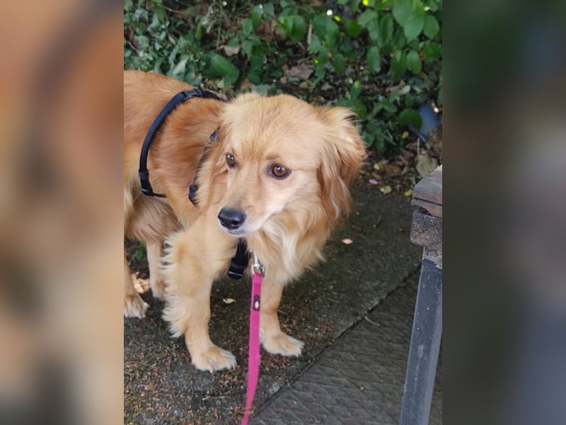 Bolota, Mix Dackel / Spaniel, noch schüchtern und ängstlich