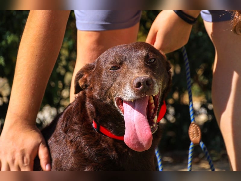 Constanca, Mix Dackel / Basset Hound, lieb und verträglich