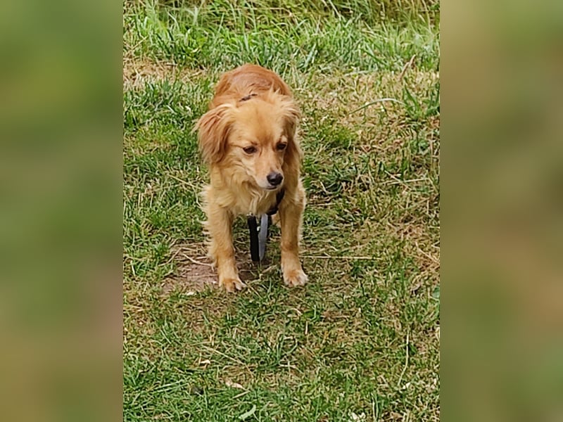 Bolota, Mix Dackel / Spaniel, noch schüchtern und ängstlich