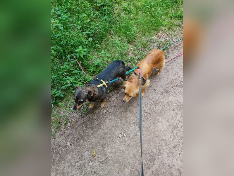 Bolota, Mix Dackel / Spaniel, noch schüchtern und ängstlich