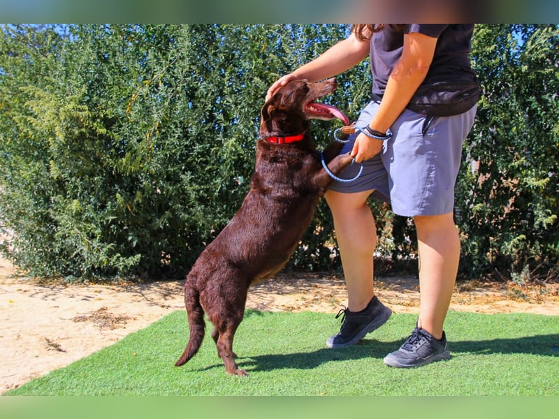 Constanca, Mix Dackel / Basset Hound, lieb und verträglich