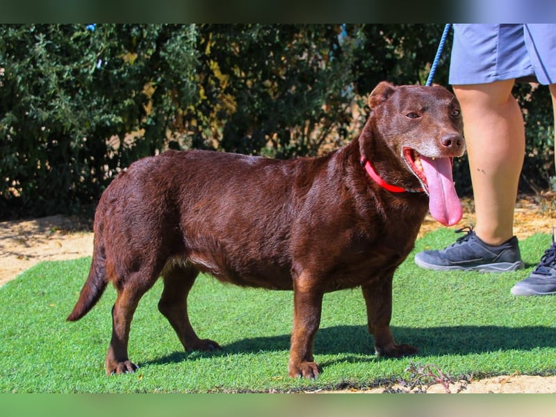 Constanca, Mix Dackel / Basset Hound, lieb und verträglich