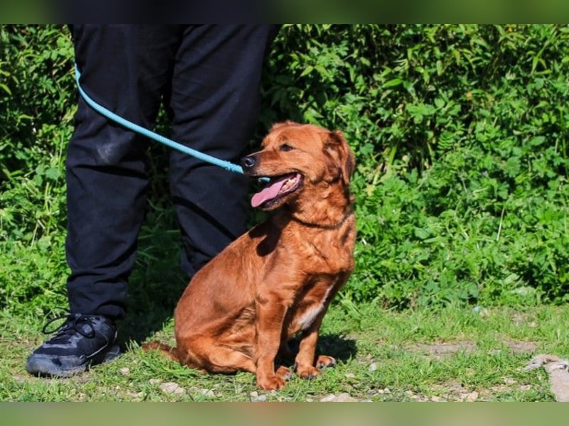 Amora, Mix Dackel / Pinscher, lieb und verträglich