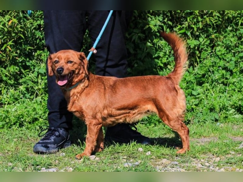 Amora, Mix Dackel / Pinscher, lieb und verträglich