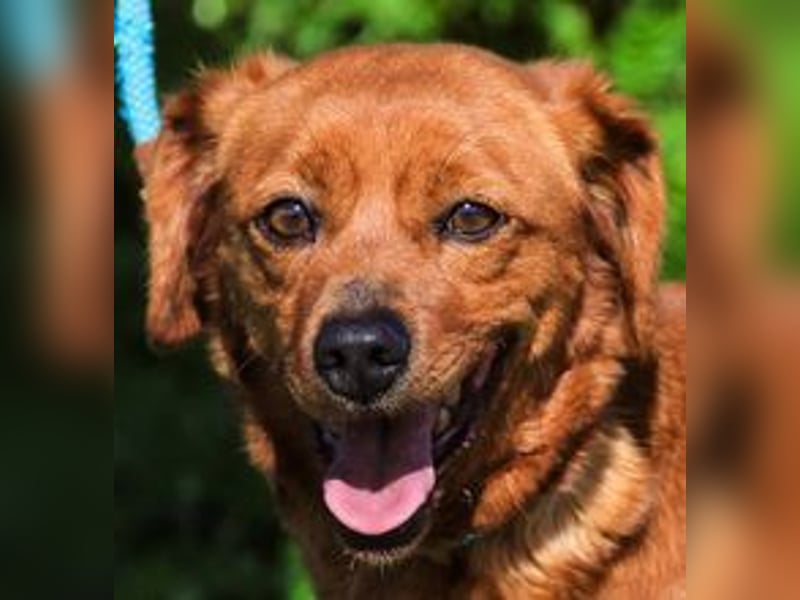 Amora, Mix Dackel / Pinscher, lieb und verträglich