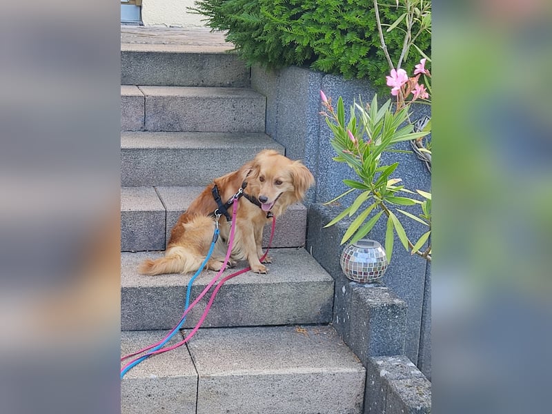 Bolota, Mix Dackel / Spaniel, noch schüchtern und ängstlich