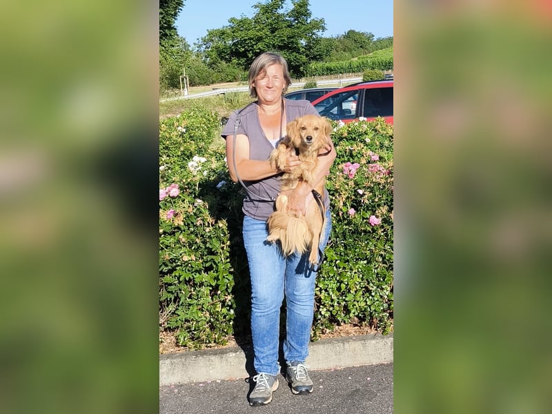 Bolota, Mix Dackel / Spaniel, noch schüchtern und ängstlich