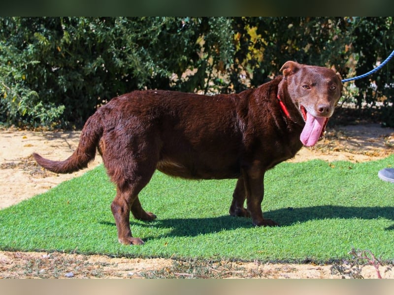 Constanca, Mix Dackel / Basset Hound, lieb und verträglich