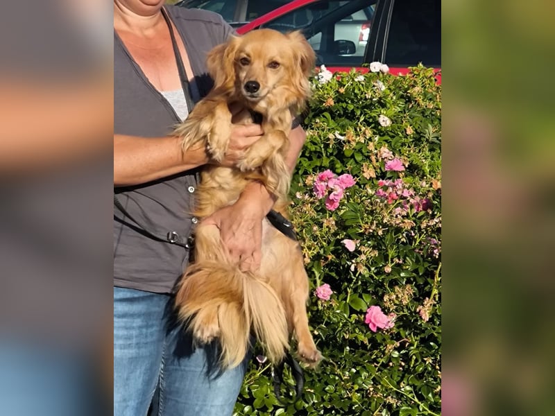 Bolota, Mix Dackel / Spaniel, noch schüchtern und ängstlich