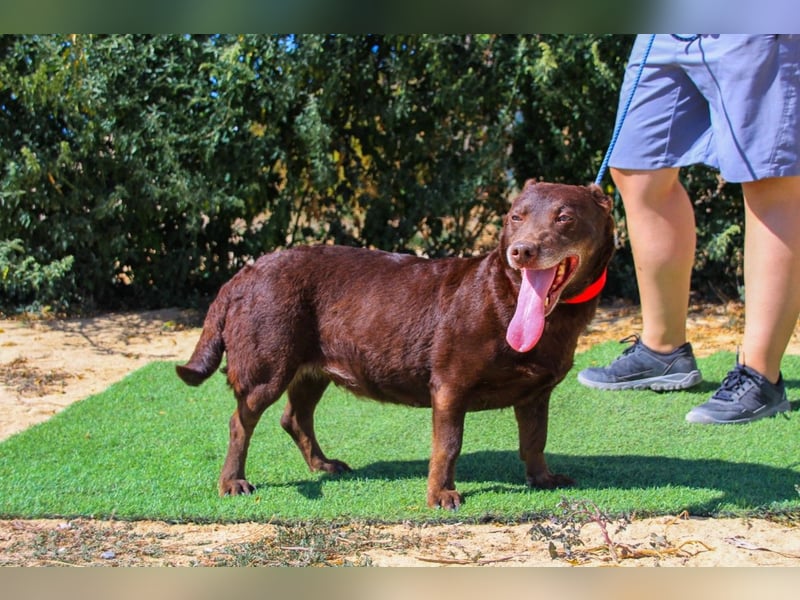 Constanca, Mix Dackel / Basset Hound, lieb und verträglich