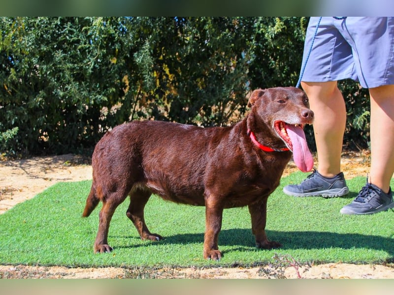 Constanca, Mix Dackel / Basset Hound, lieb und verträglich