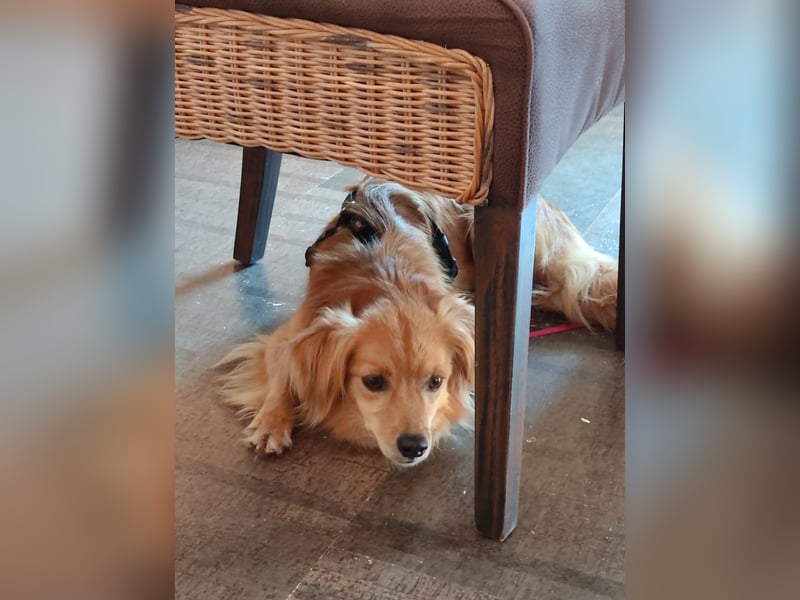Bolota, Mix Dackel / Spaniel, noch schüchtern und ängstlich