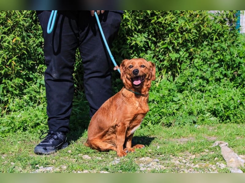 Amora, Mix Dackel / Pinscher, lieb und verträglich