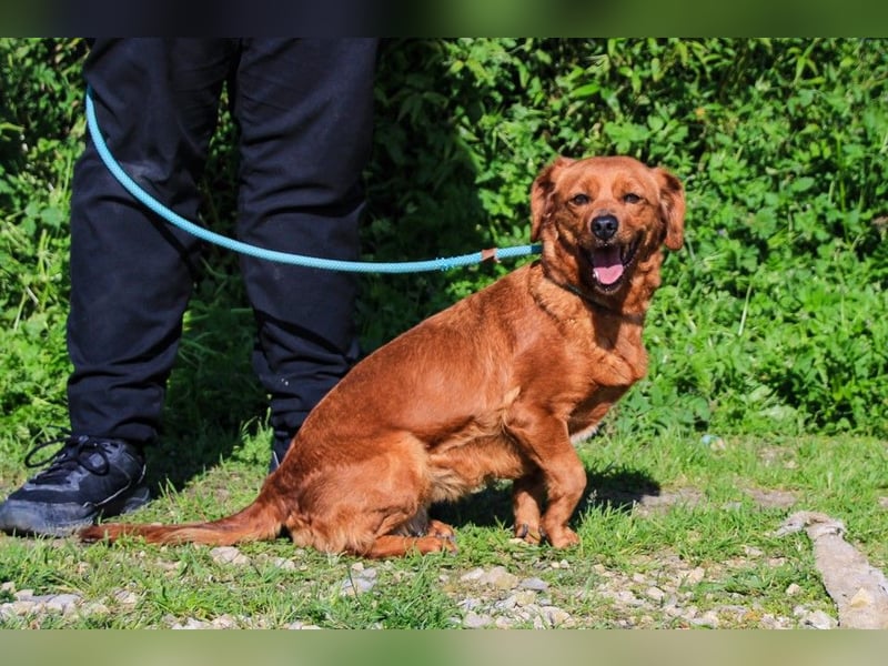 Amora, Mix Dackel / Pinscher, lieb und verträglich