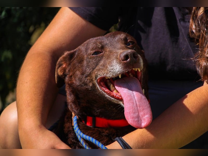 Constanca, Mix Dackel / Basset Hound, lieb und verträglich