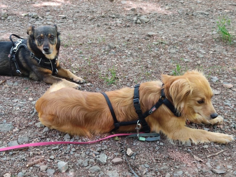 Bolota, Mix Dackel / Spaniel, noch schüchtern und ängstlich