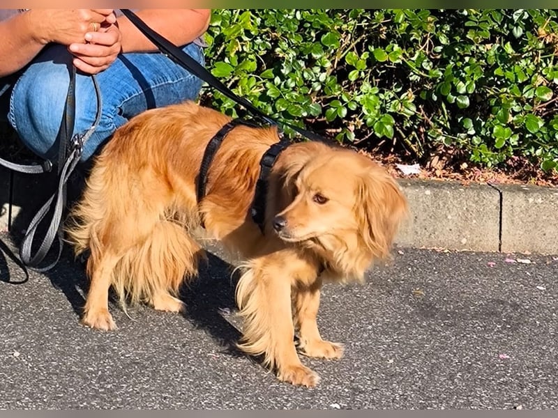 Bolota, Mix Dackel / Spaniel, noch schüchtern und ängstlich