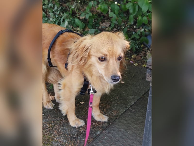 Bolota, Mix Dackel / Spaniel, noch schüchtern und ängstlich