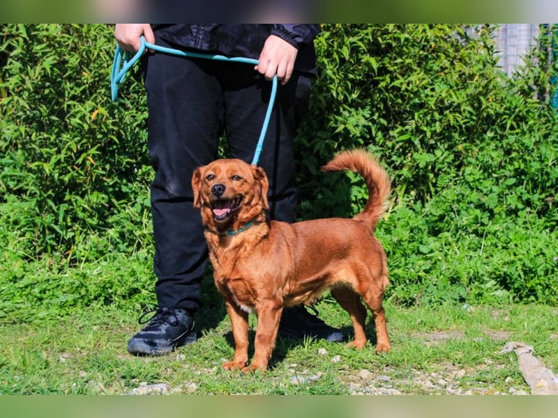 Amora, Mix Dackel / Pinscher, lieb und verträglich