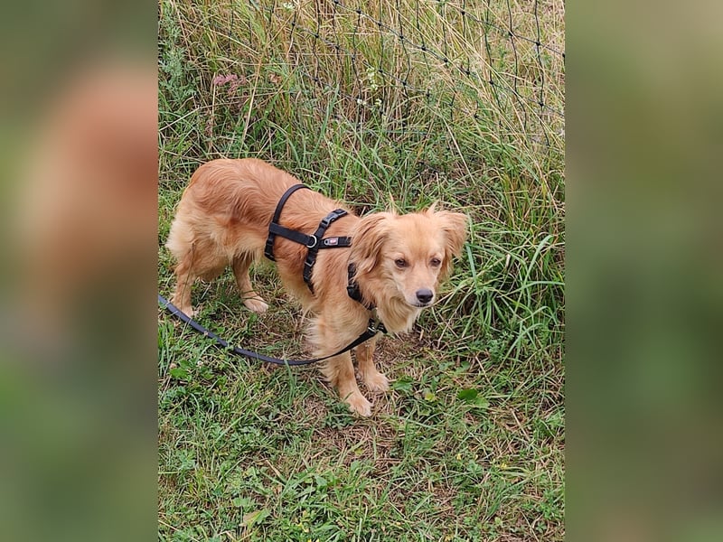 Bolota, Mix Dackel / Spaniel, noch schüchtern und ängstlich