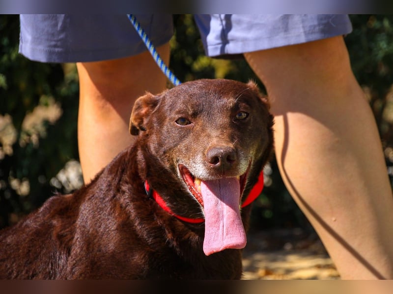 Constanca, Mix Dackel / Basset Hound, lieb und verträglich