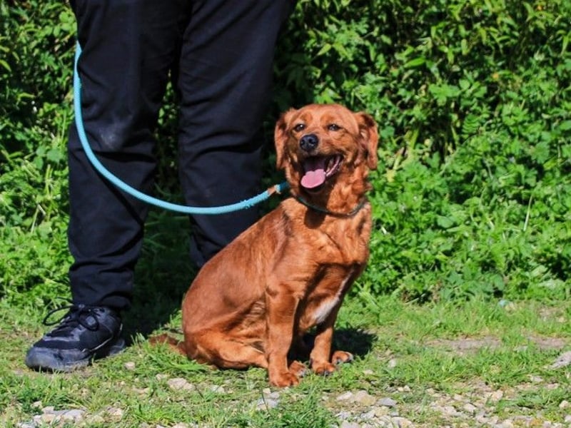 Amora, Mix Dackel / Pinscher, lieb und verträglich
