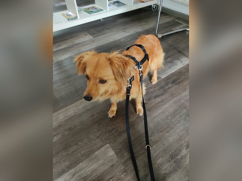 Bolota, Mix Dackel / Spaniel, noch schüchtern und ängstlich