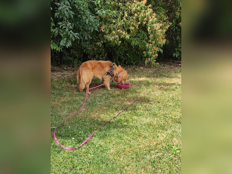Bolota, Mix Dackel / Spaniel, noch schüchtern und ängstlich