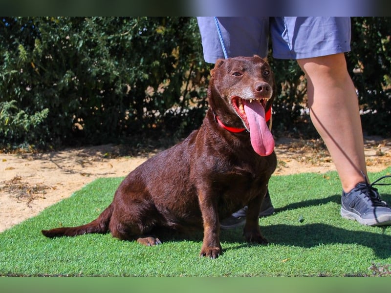 Constanca, Mix Dackel / Basset Hound, lieb und verträglich