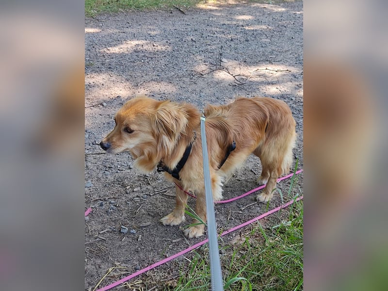 Bolota, Mix Dackel / Spaniel, noch schüchtern und ängstlich