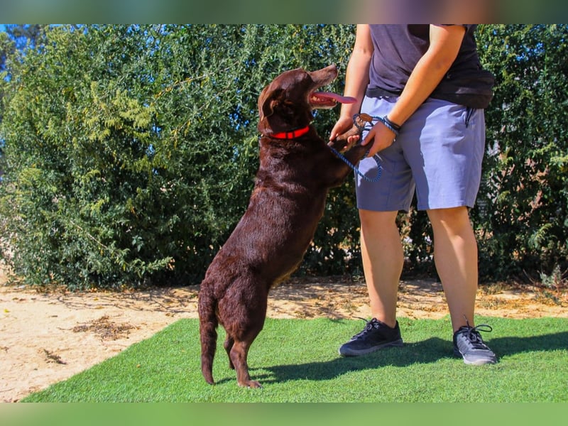 Constanca, Mix Dackel / Basset Hound, lieb und verträglich