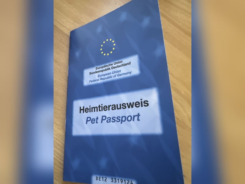 Süßes Dackelmädchen sucht ein liebevolles Zuhause