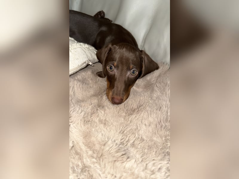 Süßes Dackelmädchen sucht ein liebevolles Zuhause