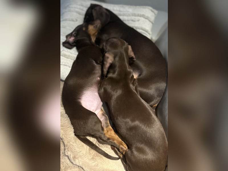 Süßes Dackelmädchen sucht ein liebevolles Zuhause