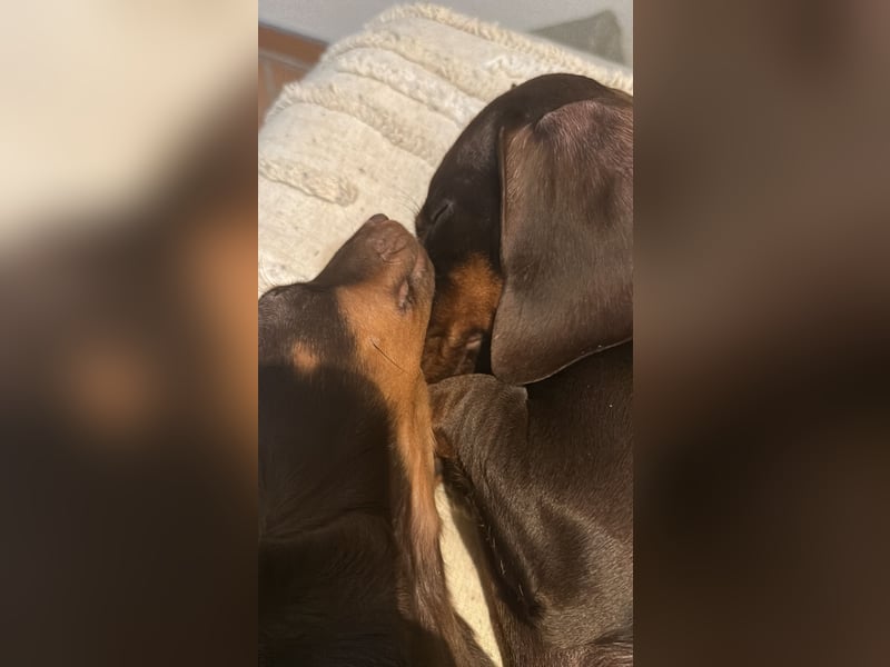Süßes Dackelmädchen sucht ein liebevolles Zuhause