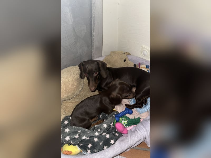 Süßes Dackelmädchen sucht ein liebevolles Zuhause