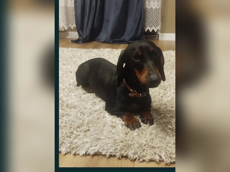 Süßes Dackelmädchen sucht ein liebevolles Zuhause