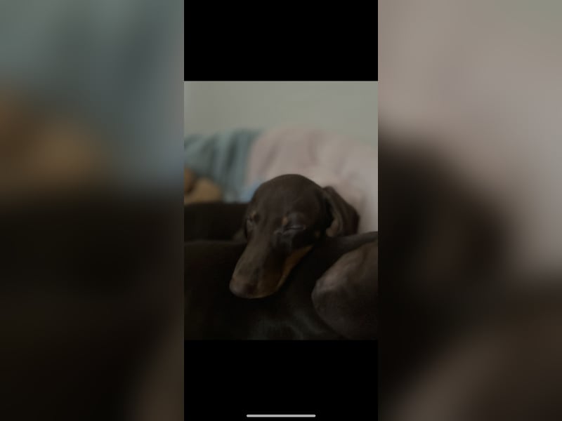 Süßes Dackelmädchen sucht ein liebevolles Zuhause