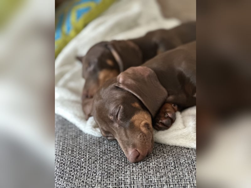 Süßes Dackelmädchen sucht ein liebevolles Zuhause