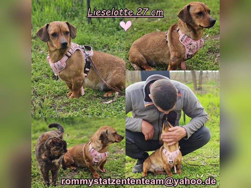 Lieselotte ist eine fröhliche Dackeldame