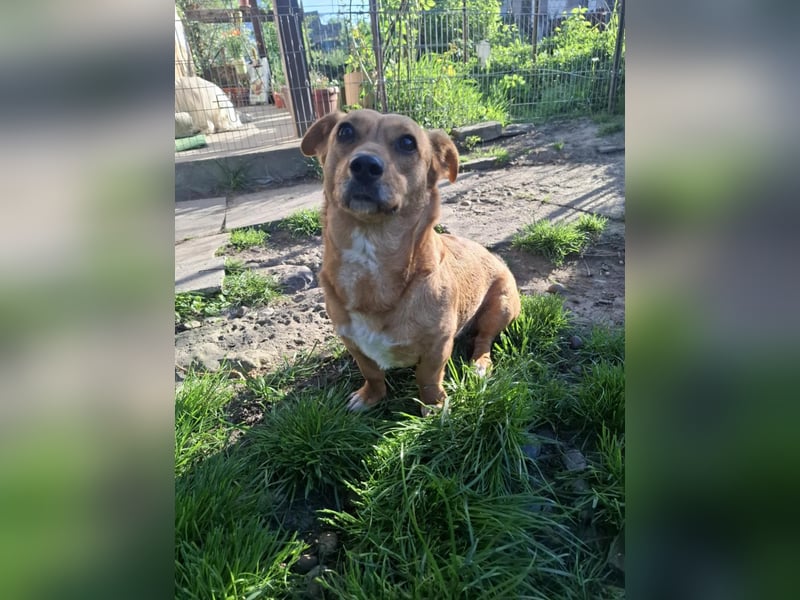 Lenky, Dackel-Mix, Hündin, geb. ca. 03.2022, 33 cm, 12 kg