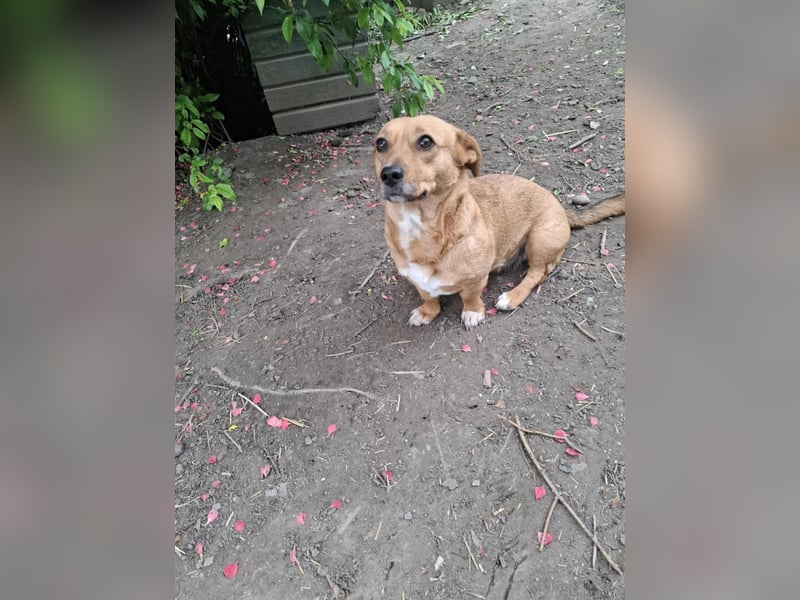 Lenky, Dackel-Mix, Hündin, geb. ca. 03.2022, 33 cm, 12 kg